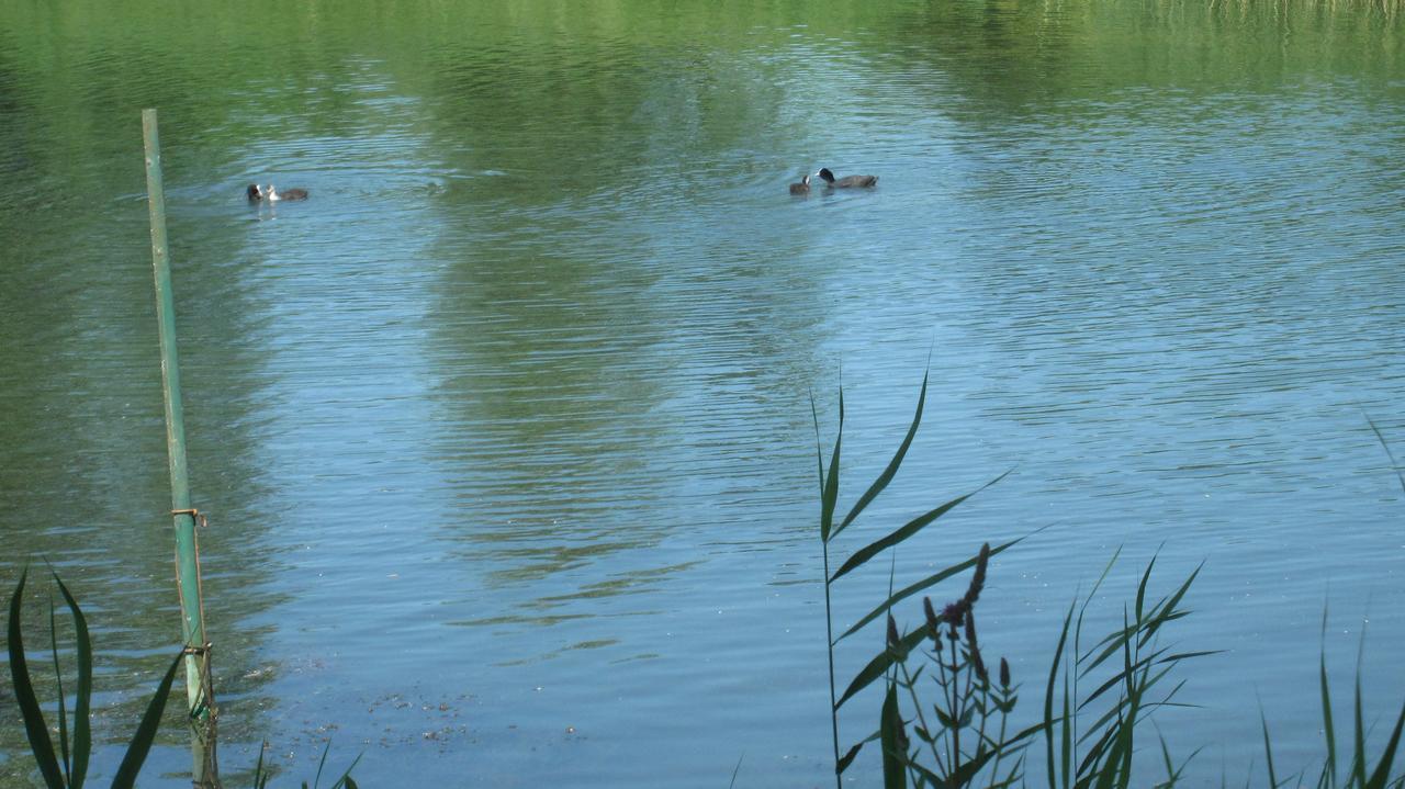 Gaestehaus Zur Linde Otterndorf Exteriör bild